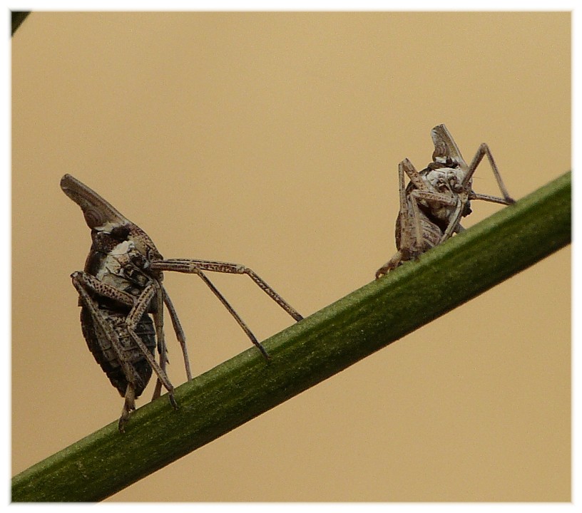 Bursinia cf. genei (Dictyopharidae)